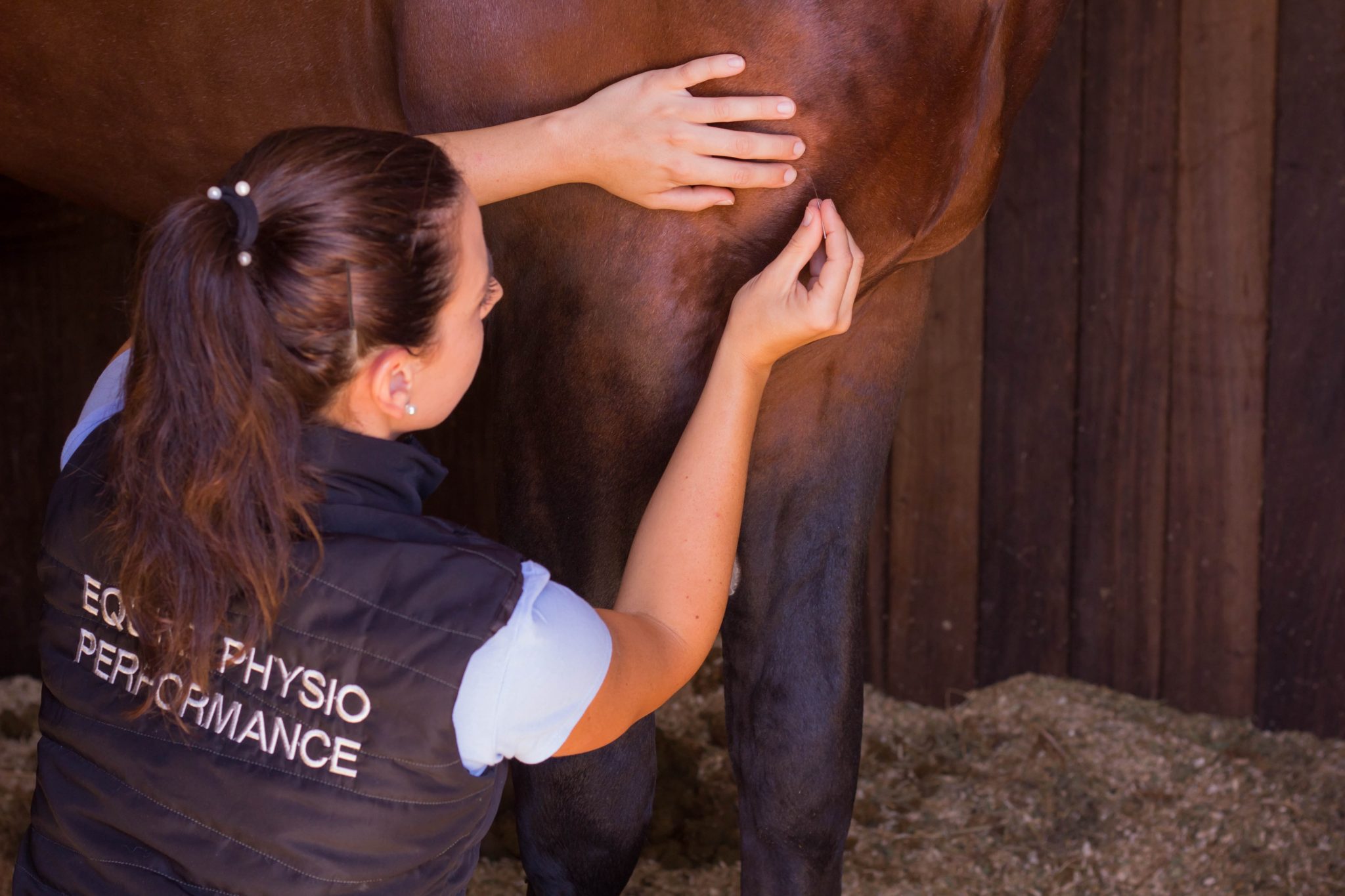 DRY NEEDLING Equine Physio Performance